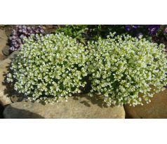 Chudina (Draba dedeana)