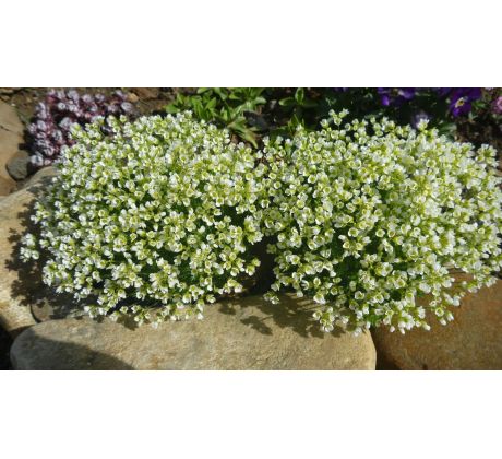 Chudina (Draba dedeana)