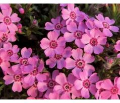 Skalkový floxík 3 (Phlox subulata)