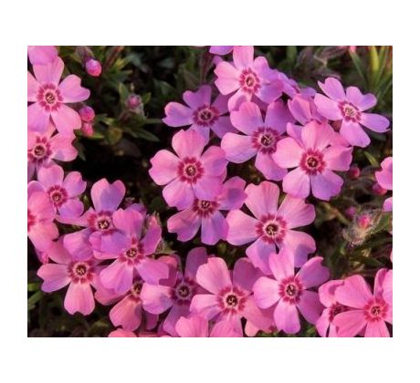 Skalkový floxík 3 (Phlox subulata)