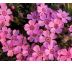 Skalkový floxík 3 (Phlox subulata)