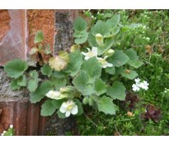 Skalkový Hledík (Antirrhinum asarina)