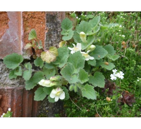 Skalkový Hledík (Antirrhinum asarina)