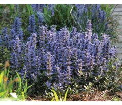 Zběhovec Chocolate Chip(Ajuga reptans)