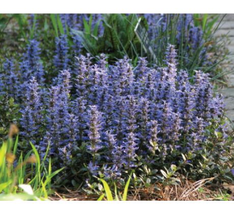 Zběhovec Chocolate Chip(Ajuga reptans)