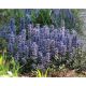Zběhovec Chocolate Chip(Ajuga reptans)