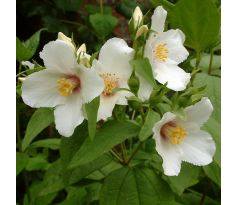 Pustoryl Belle Etoile (Philadelphus coronarius)