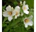Pustoryl Belle Etoile (Philadelphus coronarius)