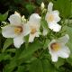 Pustoryl Belle Etoile (Philadelphus coronarius)