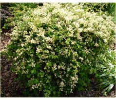 Stephanandra incisa " Crispa "