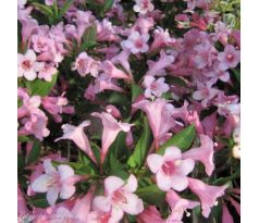 Růžová Vajgelie(Weigela florida)