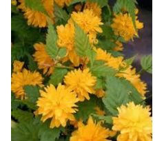 Kerria japonica " Pleniflora "