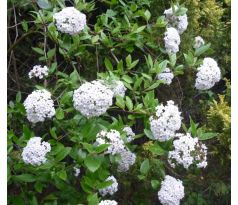 Viburnum carlesii