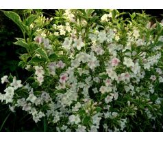 Panašovaná Vajgelie(Weigela florida)