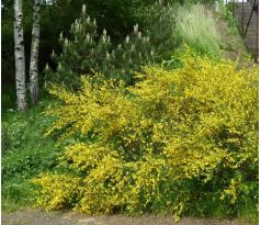 Žlutý Janovec(Cytisus scoparius)