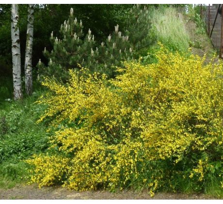 Žlutý Janovec(Cytisus scoparius)