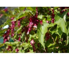 Leycesteria formosa