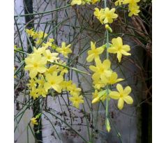 Jasminum nudiflorum