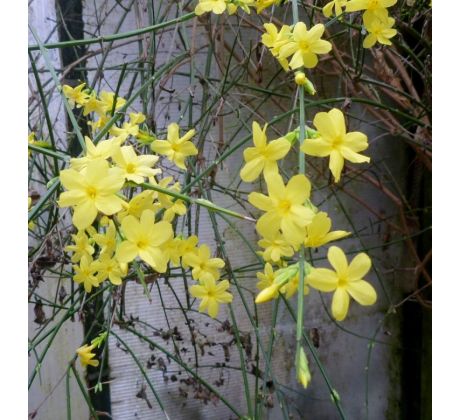 Jasminum nudiflorum