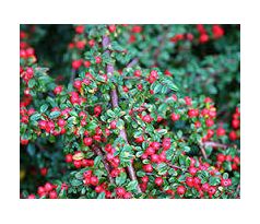 Skalník rozprostřený (Cotoneaster divaricatus)