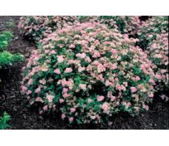 Tavolník " Little Princess "(Spiraea japonica)