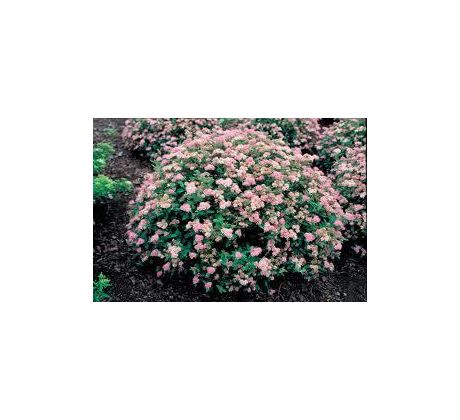 Tavolník " Little Princess "(Spiraea japonica)