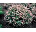 Tavolník " Little Princess "(Spiraea japonica)