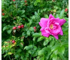 Rosa rugosa