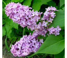 Šeřík (Syringa vulgaris)