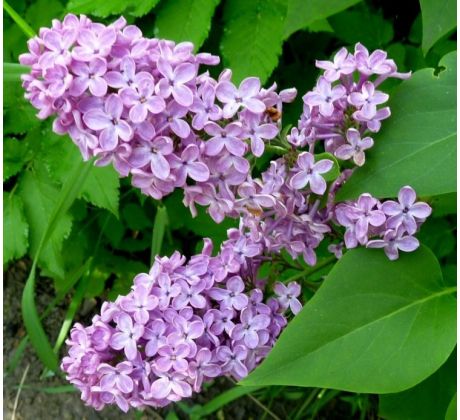 Šeřík (Syringa vulgaris)