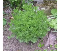 Artemisia abrotanum