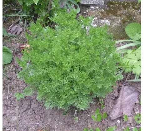 Artemisia abrotanum