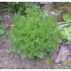 Artemisia abrotanum