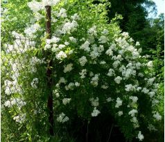 Růže mnohokvětá (Rosa multiflora)