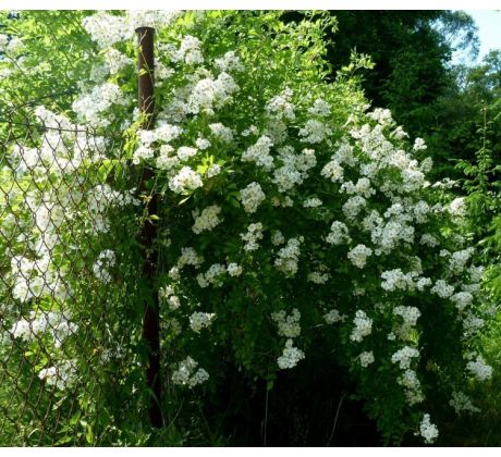 Růže mnohokvětá (Rosa multiflora)