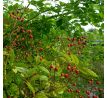 Růže mnohokvětá (Rosa multiflora)