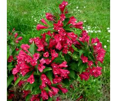 Tmavě červená vajgelie (Weigela florida)