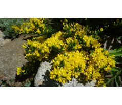 Janovec(Cytisus decumbens)