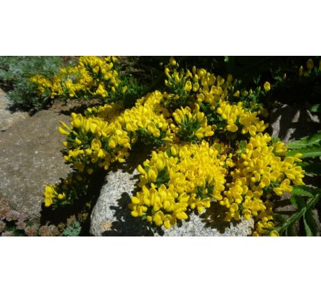 Janovec(Cytisus decumbens)