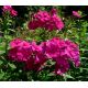 Vysoký flox 7 (Phlox paniculata)