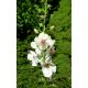 Verbascum blattaria