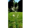 Verbascum blattaria