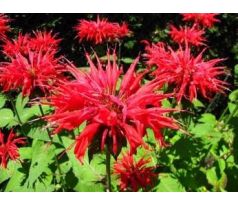 Zavinutka červená (Monarda didyma)