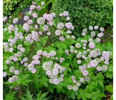 Astrantia major