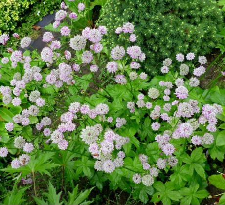 Astrantia major