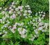 Astrantia major