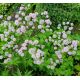 Astrantia major