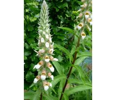 Náprstník vlnatý (Digitalis lanata)