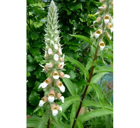 Náprstník vlnatý (Digitalis lanata)