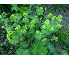 Kontryhel Alchemilla erythropoda " Auslese "